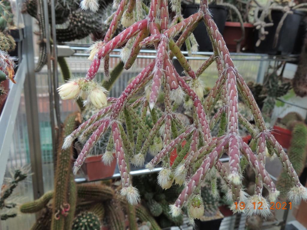 Cacti and Sukkulent in Köln, every day new flowers in the greenhouse Part 271 Bild8973