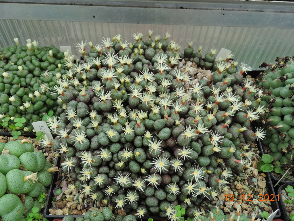 Cacti and Sukkulent in Köln, every day new flowers in the greenhouse Part 271 Bild8975