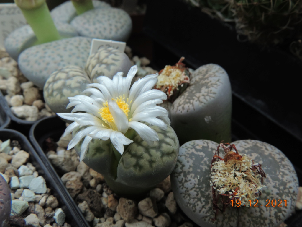 Cacti and Sukkulent in Köln, every day new flowers in the greenhouse Part 271 Bild8979