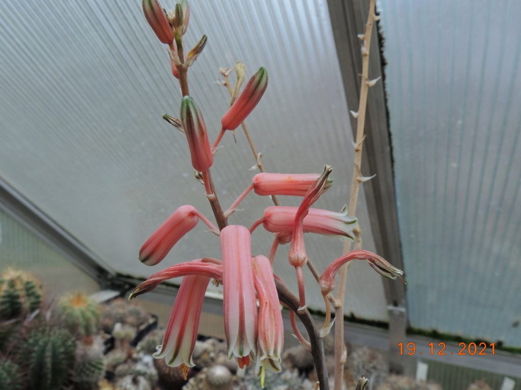 Cacti and Sukkulent in Köln, every day new flowers in the greenhouse Part 271 Bild8984