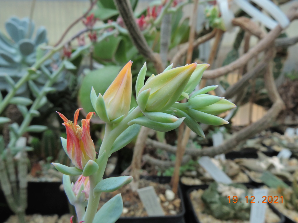 Cacti and Sukkulent in Köln, every day new flowers in the greenhouse Part 271 Bild8987