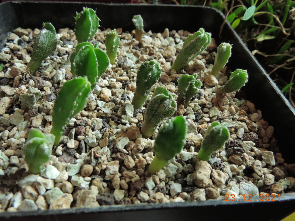Cacti and Sukkulent in Köln, every day new flowers in the greenhouse Part 271 Bild8993