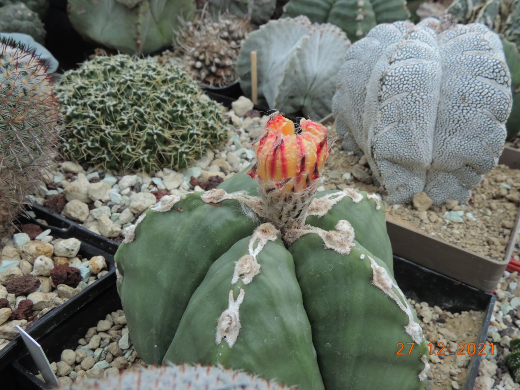 Cacti and Sukkulent in Köln, every day new flowers in the greenhouse Part 271 Bild8997