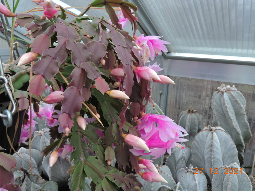 Cacti and Sukkulent in Köln, every day new flowers in the greenhouse Part 271 Bild8998