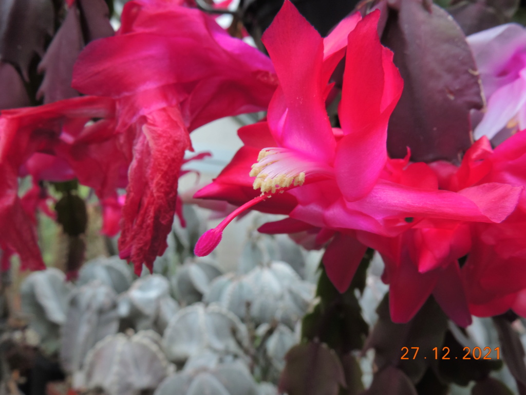 Cacti and Sukkulent in Köln, every day new flowers in the greenhouse Part 271 Bild8999