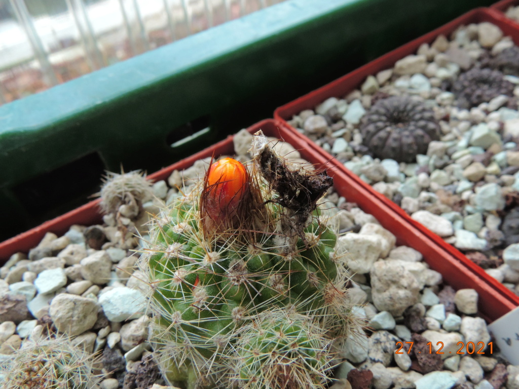 Cacti and Sukkulent in Köln, every day new flowers in the greenhouse Part 271 Bild9000