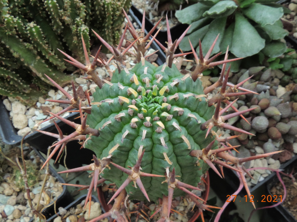 Cacti and Sukkulent in Köln, every day new flowers in the greenhouse Part 271 Bild9008