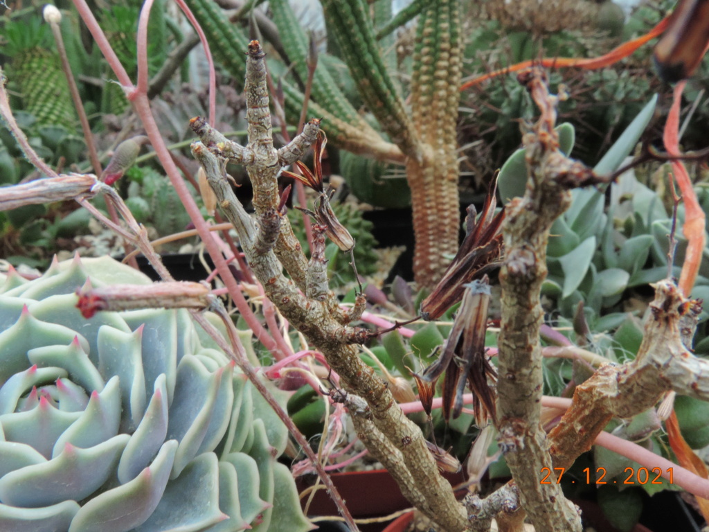 Cacti and Sukkulent in Köln, every day new flowers in the greenhouse Part 271 Bild9009