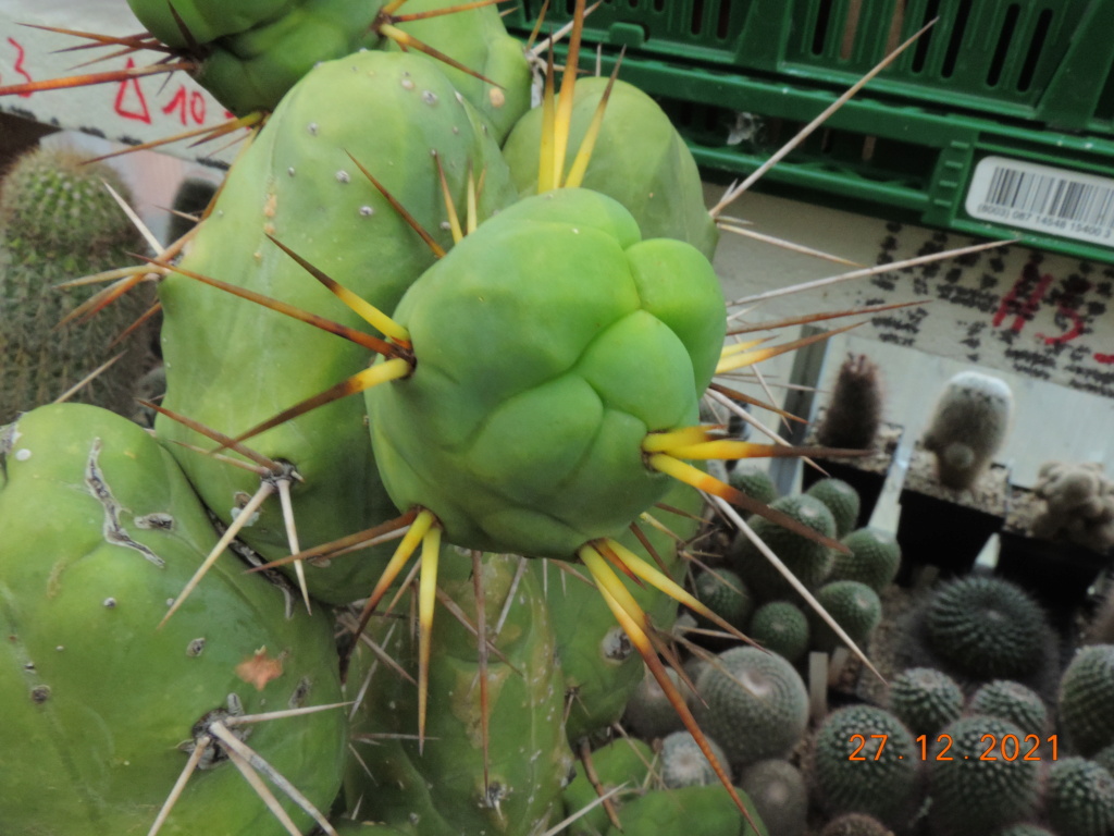 Cacti and Sukkulent in Köln, every day new flowers in the greenhouse Part 271 Bild9011