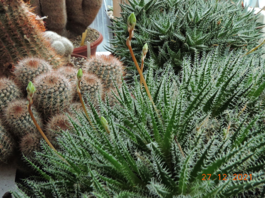 Cacti and Sukkulent in Köln, every day new flowers in the greenhouse Part 271 Bild9012