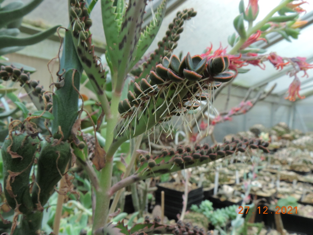 Cacti and Sukkulent in Köln, every day new flowers in the greenhouse Part 271 Bild9015