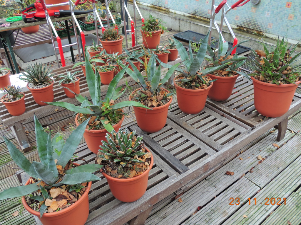 Cacti and Sukkulent in Köln, every day new flowers in the greenhouse Part 272 Bild9016