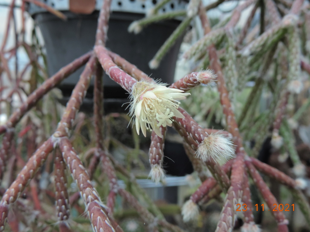 Cacti and Sukkulent in Köln, every day new flowers in the greenhouse Part 272 Bild9020