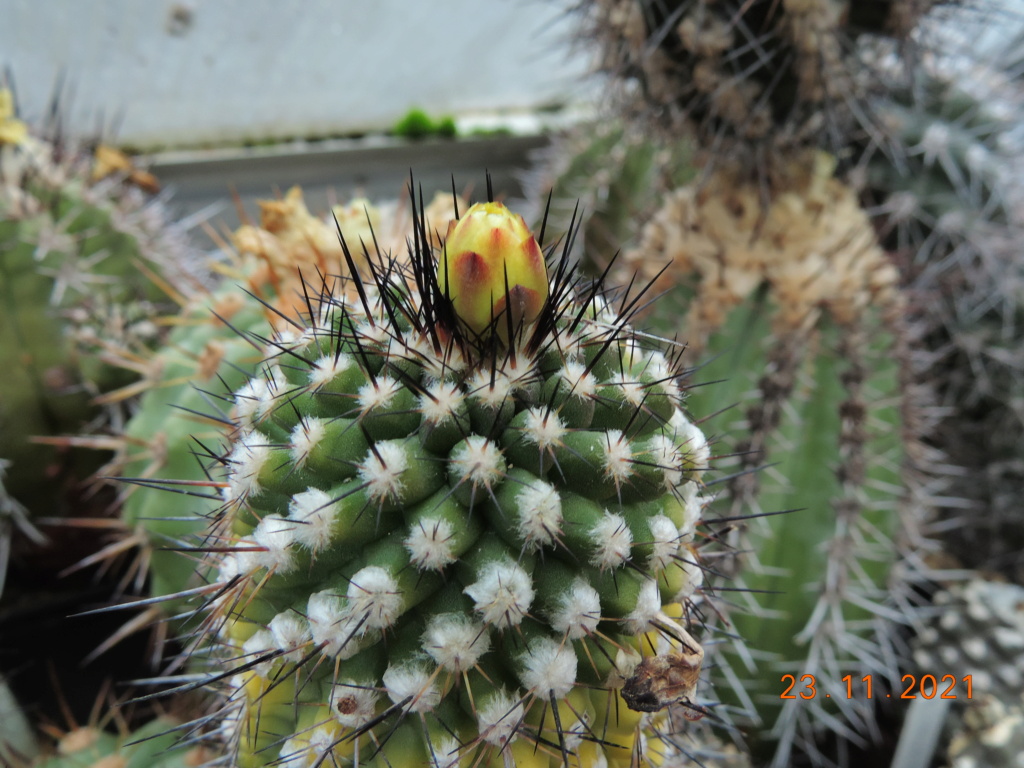 Cacti and Sukkulent in Köln, every day new flowers in the greenhouse Part 272 Bild9021