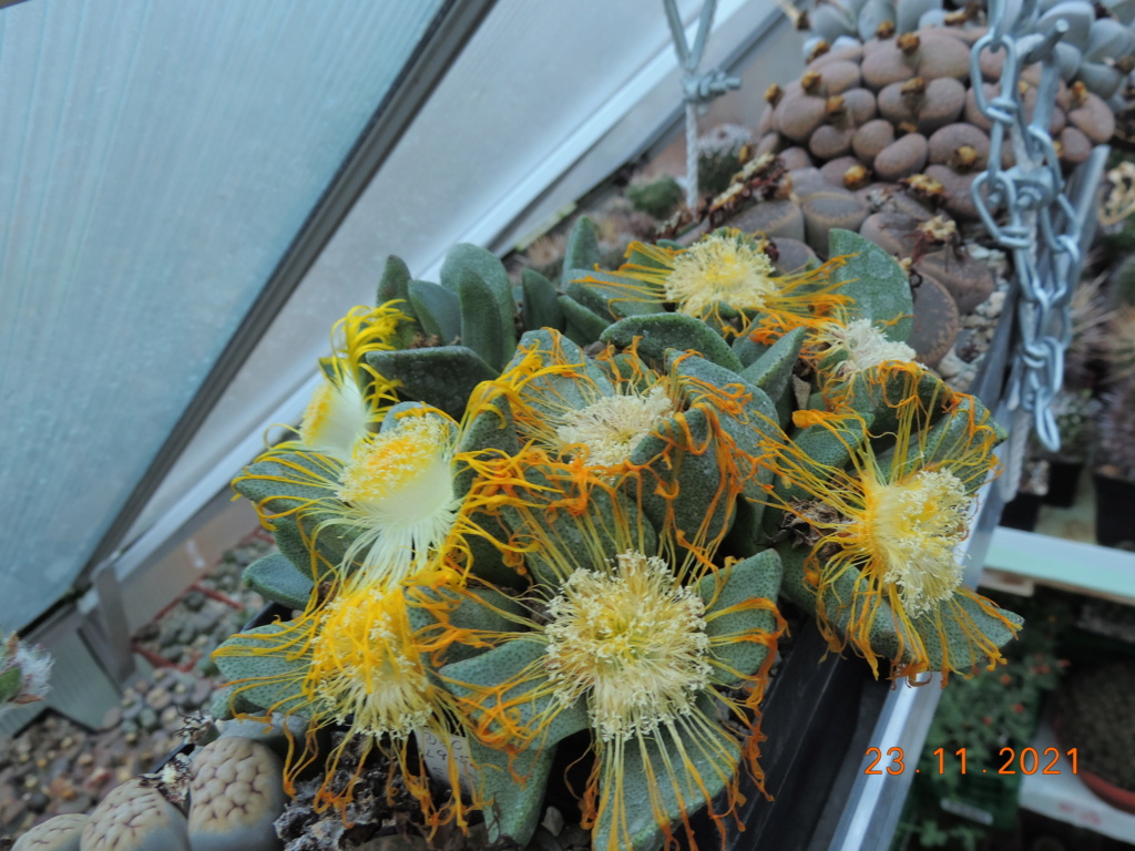 Cacti and Sukkulent in Köln, every day new flowers in the greenhouse Part 272 Bild9024