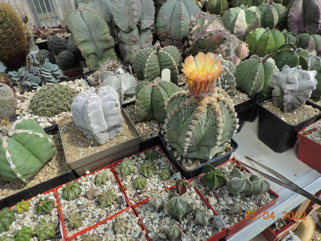 Cacti and Sukkulent in Köln, every day new flowers in the greenhouse Part 273 Bild9075