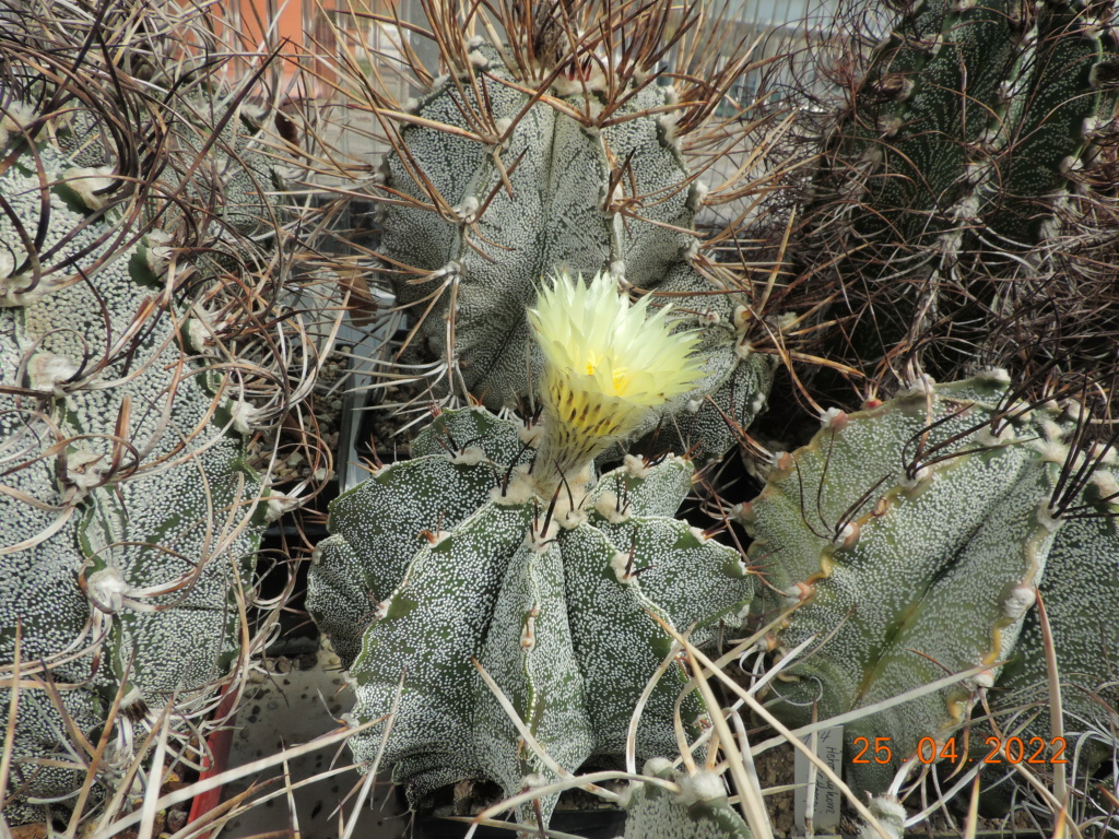 Cacti and Sukkulent in Köln, every day new flowers in the greenhouse Part 273 Bild9076
