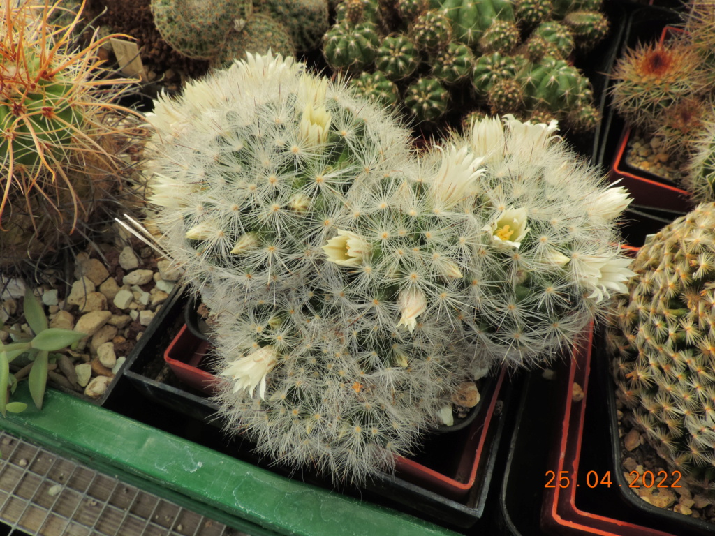 Cacti and Sukkulent in Köln, every day new flowers in the greenhouse Part 273 Bild9092