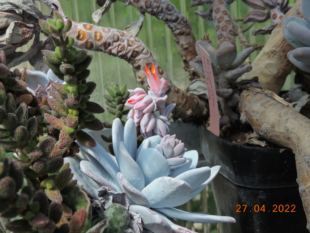 Cacti and Sukkulent in Köln, every day new flowers in the greenhouse Part 273 Bild9115