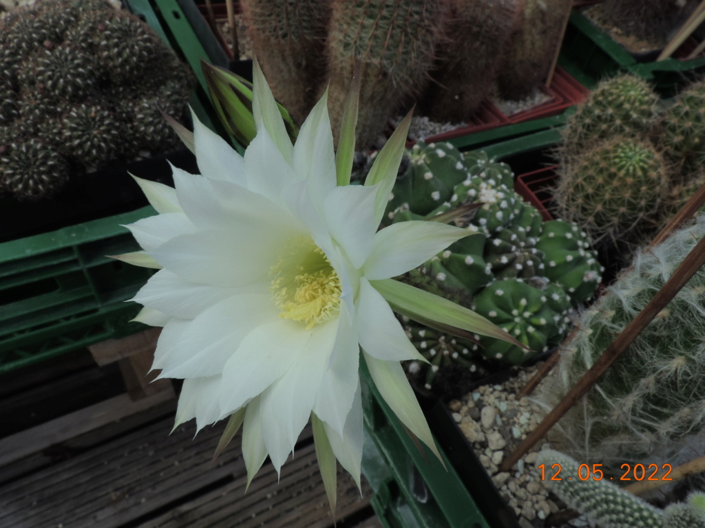Cacti and Sukkulent in Köln, every day new flowers in the greenhouse Part 274 Bild9172
