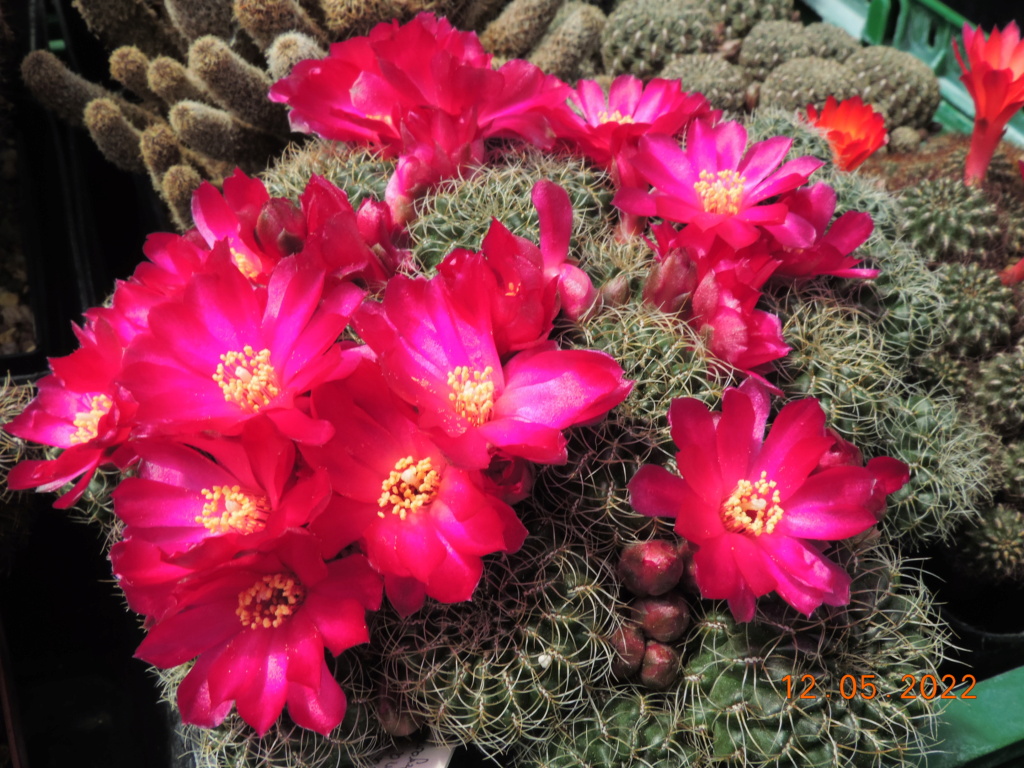 Cacti and Sukkulent in Köln, every day new flowers in the greenhouse Part 274 Bild9183