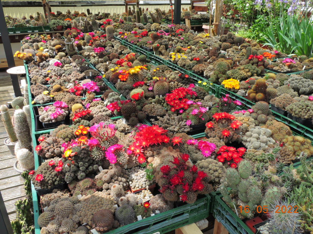 Cacti and Sukkulent in Köln, every day new flowers in the greenhouse Part 274 Bild9198