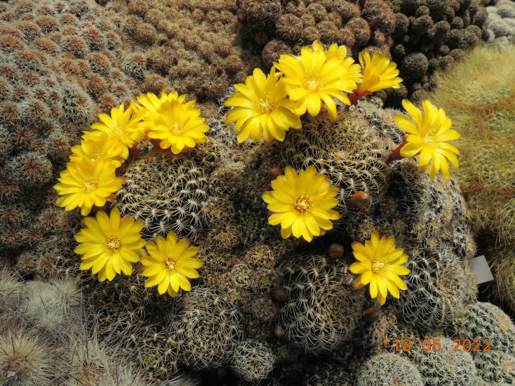 Cacti and Sukkulent in Köln, every day new flowers in the greenhouse Part 274 Bild9210