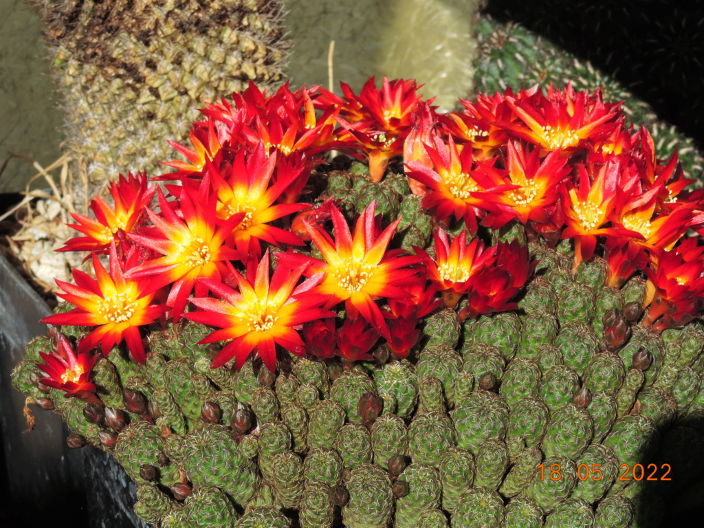 Cacti and Sukkulent in Köln, every day new flowers in the greenhouse Part 274 Bild9215
