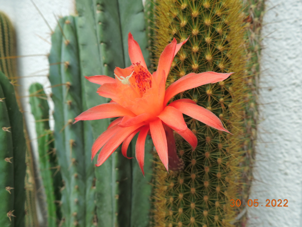 Cacti and Sukkulent in Köln, every day new flowers in the greenhouse Part 275 Bild9224