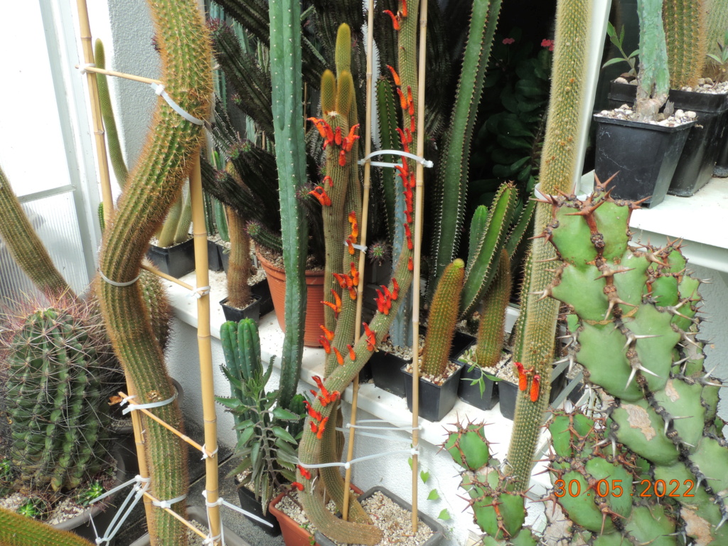 Cacti and Sukkulent in Köln, every day new flowers in the greenhouse Part 275 Bild9225