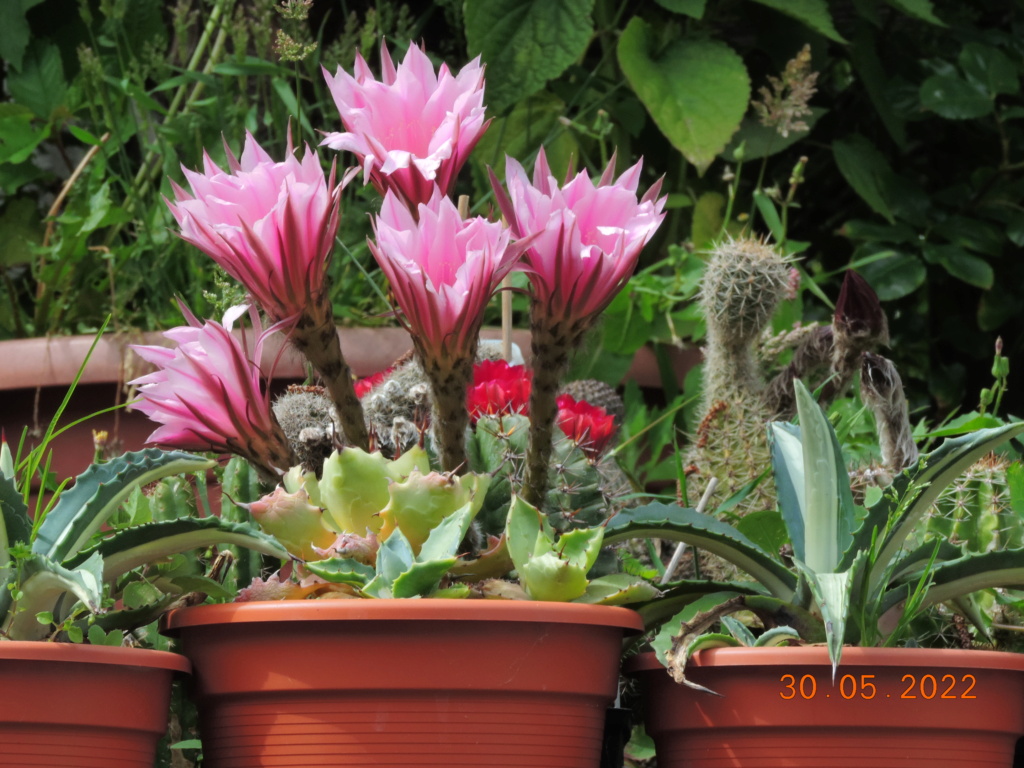 Cacti and Sukkulent in Köln, every day new flowers in the greenhouse Part 275 Bild9227
