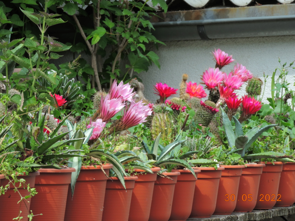 Cacti and Sukkulent in Köln, every day new flowers in the greenhouse Part 275 Bild9228