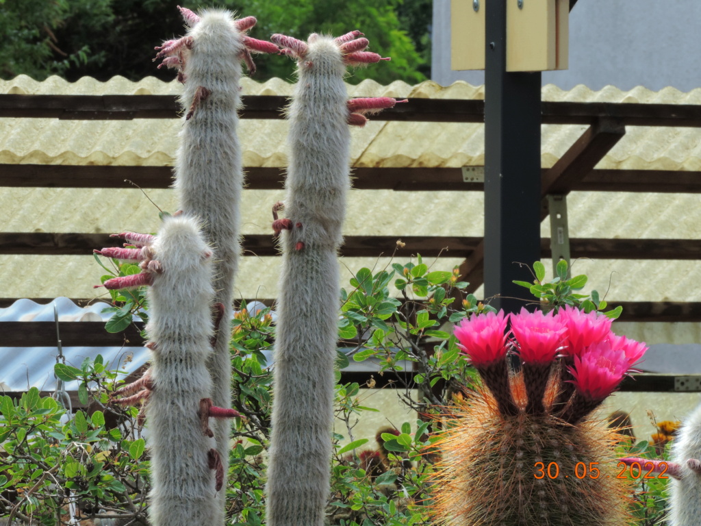 Cacti and Sukkulent in Köln, every day new flowers in the greenhouse Part 275 Bild9229