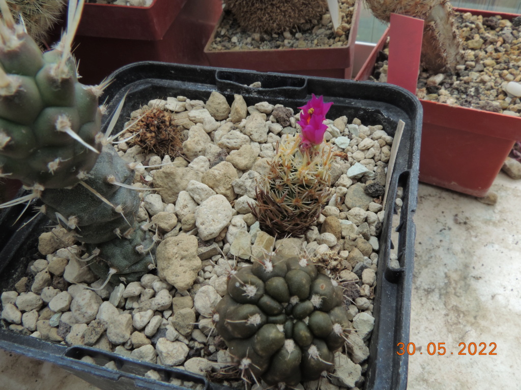 Cacti and Sukkulent in Köln, every day new flowers in the greenhouse Part 275 Bild9231