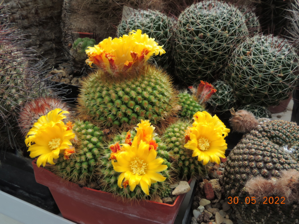 Cacti and Sukkulent in Köln, every day new flowers in the greenhouse Part 275 Bild9232