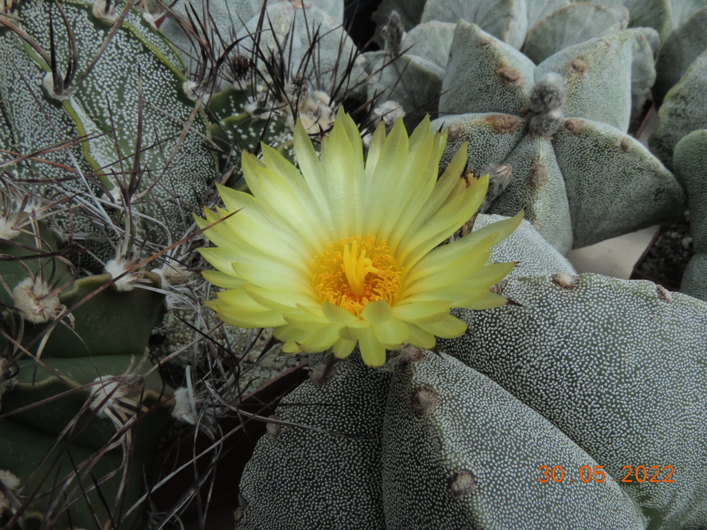 Cacti and Sukkulent in Köln, every day new flowers in the greenhouse Part 275 Bild9234