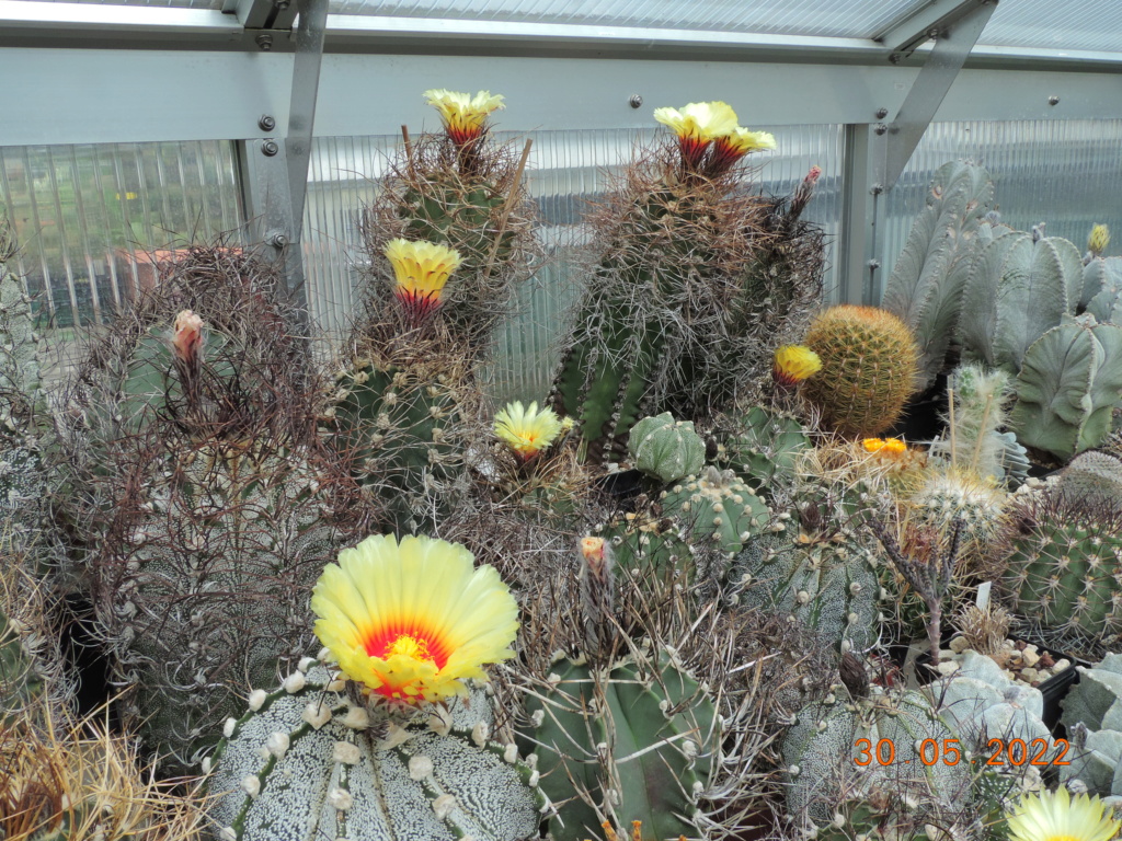 Cacti and Sukkulent in Köln, every day new flowers in the greenhouse Part 275 Bild9235