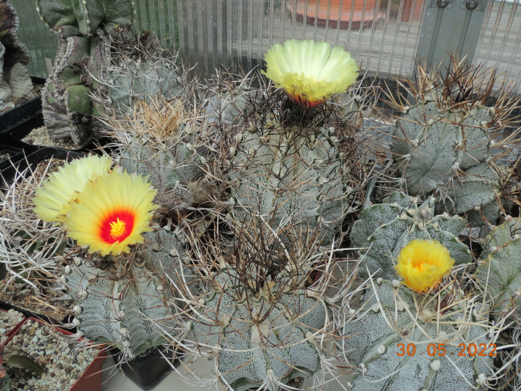 Cacti and Sukkulent in Köln, every day new flowers in the greenhouse Part 275 Bild9236