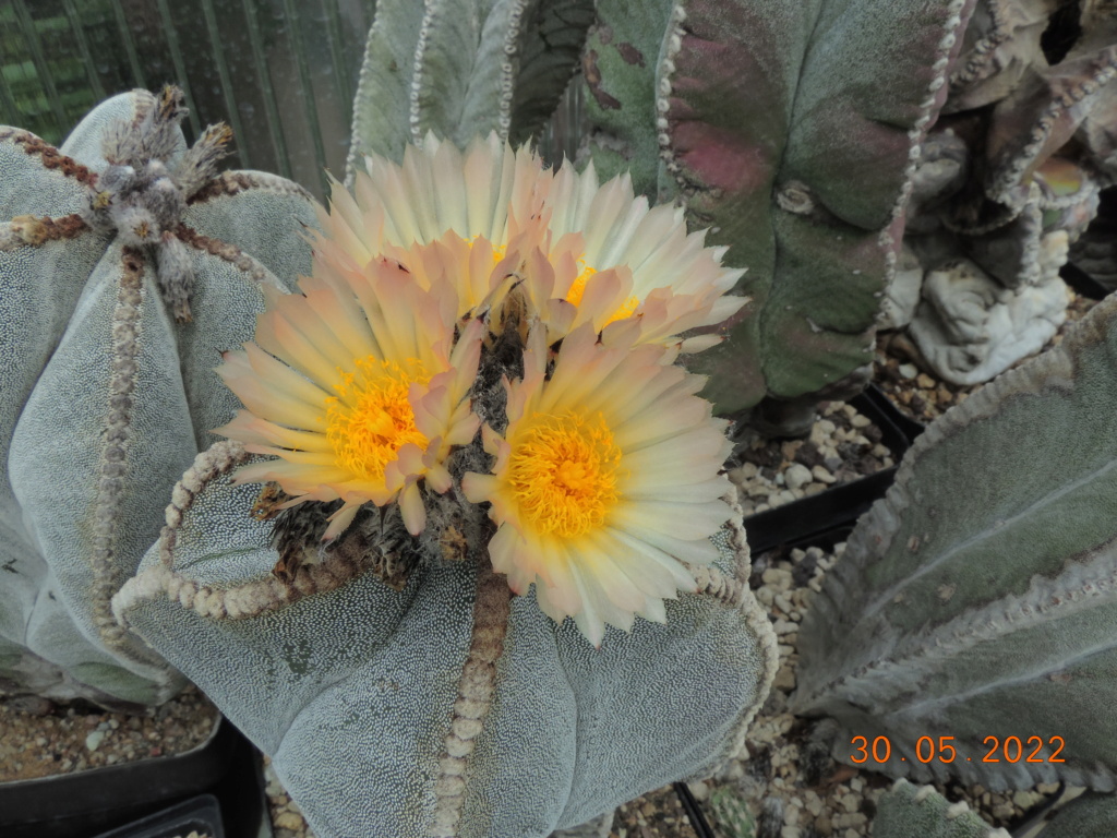 Cacti and Sukkulent in Köln, every day new flowers in the greenhouse Part 275 Bild9237