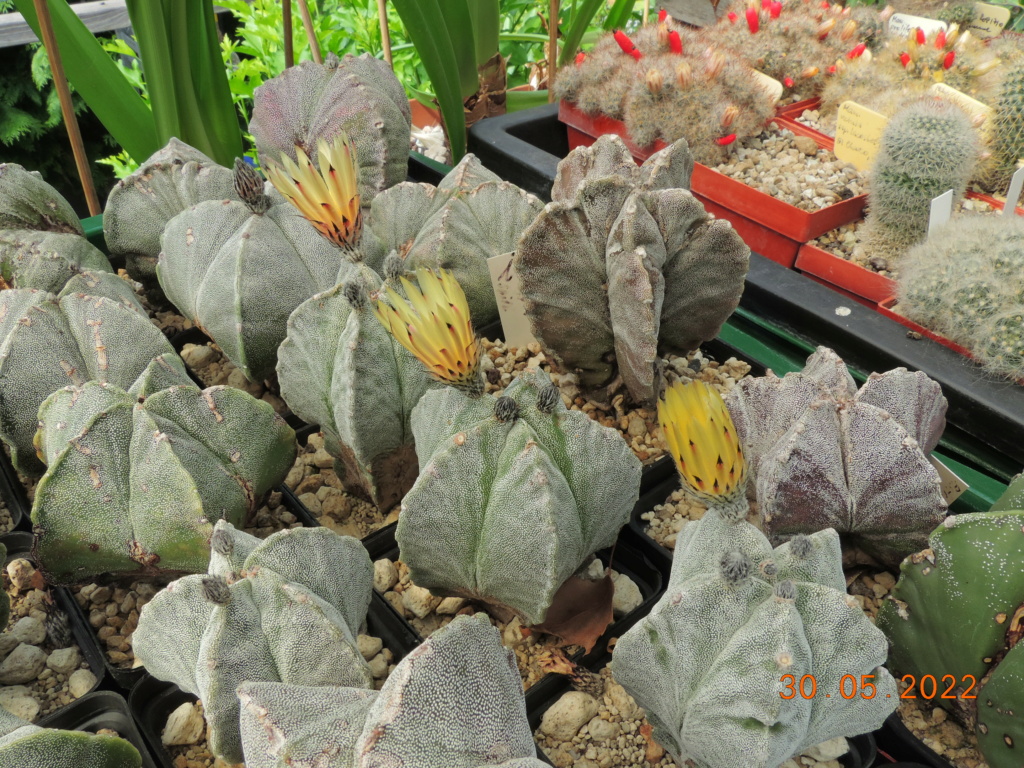 Cacti and Sukkulent in Köln, every day new flowers in the greenhouse Part 275 Bild9239