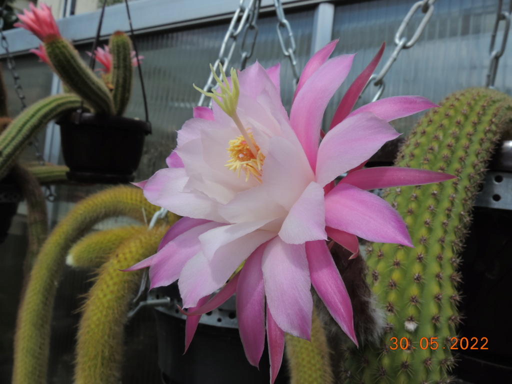 Cacti and Sukkulent in Köln, every day new flowers in the greenhouse Part 275 Bild9240