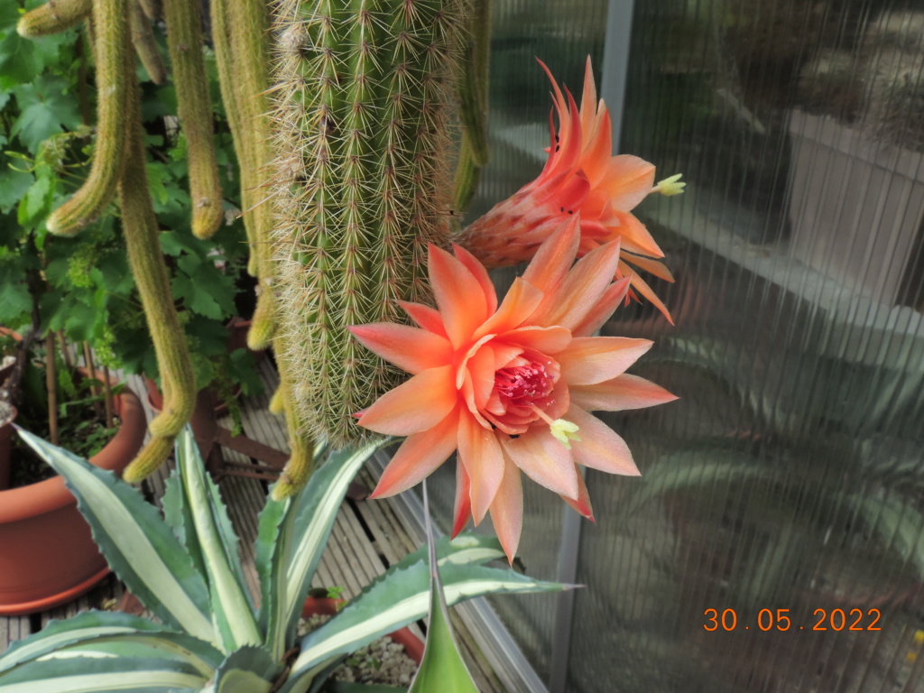 Cacti and Sukkulent in Köln, every day new flowers in the greenhouse Part 275 Bild9241