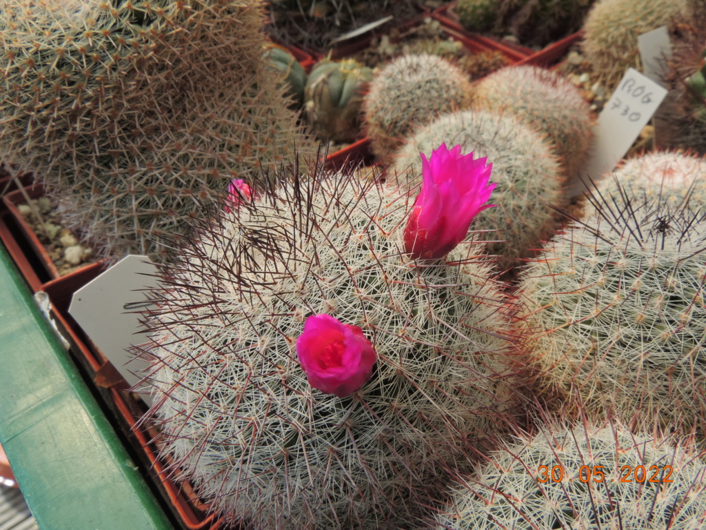Cacti and Sukkulent in Köln, every day new flowers in the greenhouse Part 275 Bild9242