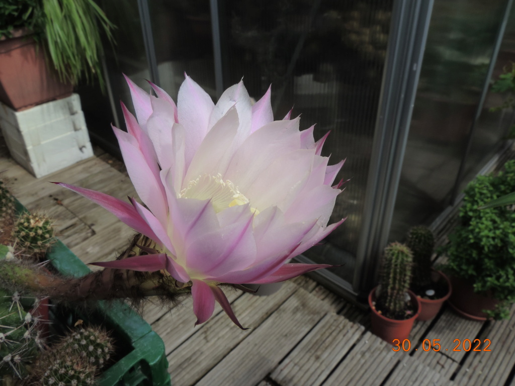 Cacti and Sukkulent in Köln, every day new flowers in the greenhouse Part 275 Bild9243