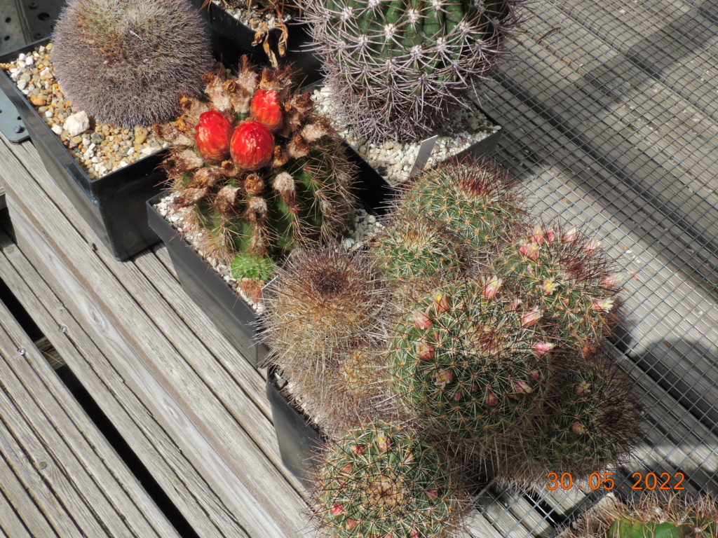 Cacti and Sukkulent in Köln, every day new flowers in the greenhouse Part 275 Bild9244