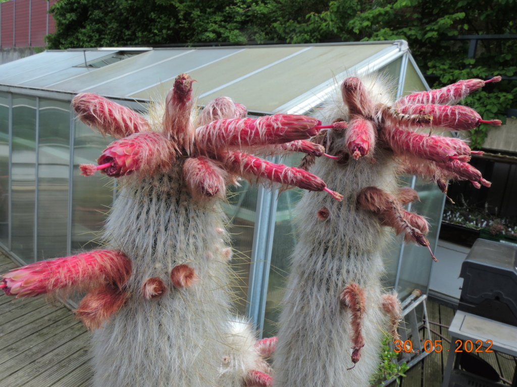 Cacti and Sukkulent in Köln, every day new flowers in the greenhouse Part 275 Bild9246