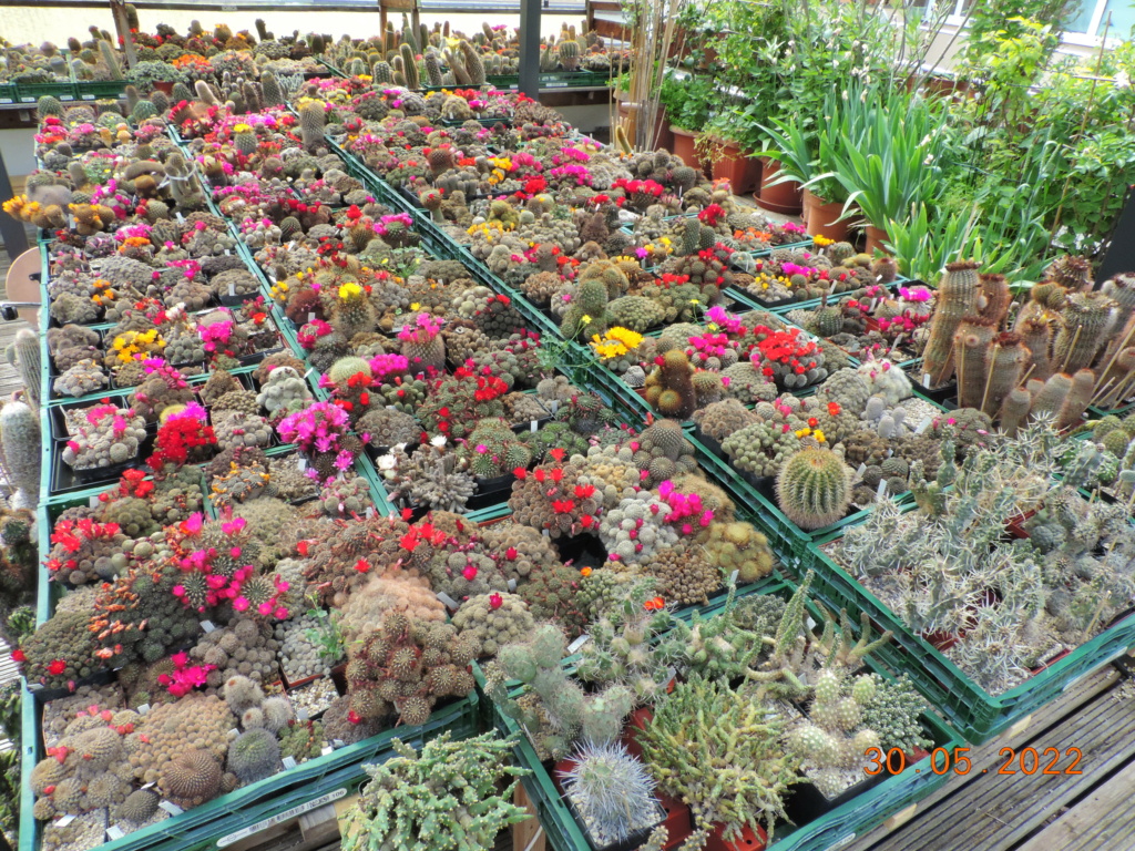 Cacti and Sukkulent in Köln, every day new flowers in the greenhouse Part 275 Bild9249