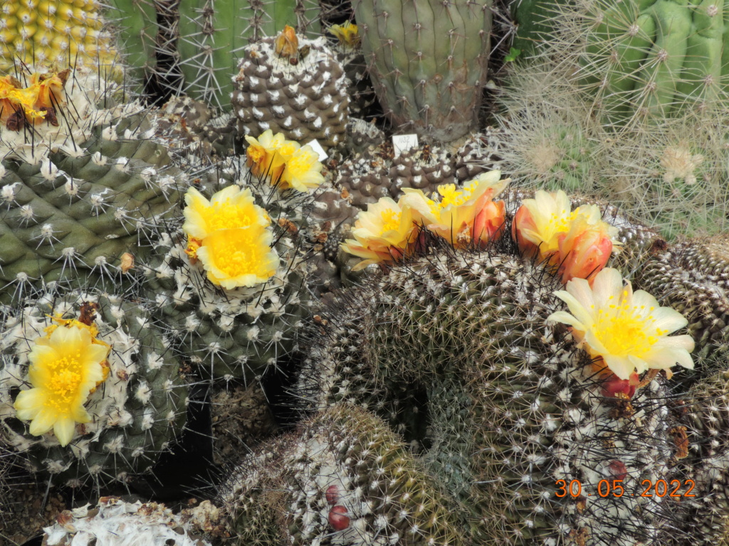 Cacti and Sukkulent in Köln, every day new flowers in the greenhouse Part 275 Bild9250
