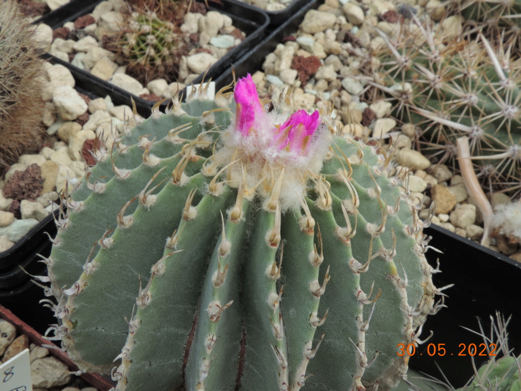 Cacti and Sukkulent in Köln, every day new flowers in the greenhouse Part 275 Bild9251
