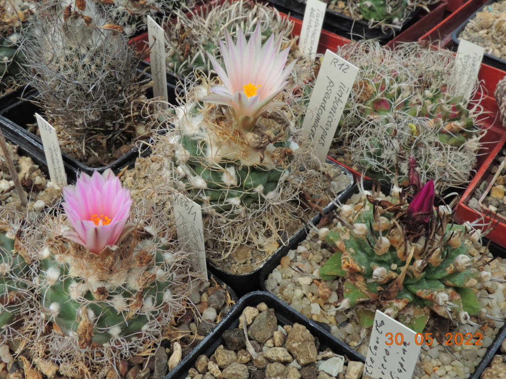 Cacti and Sukkulent in Köln, every day new flowers in the greenhouse Part 275 Bild9252
